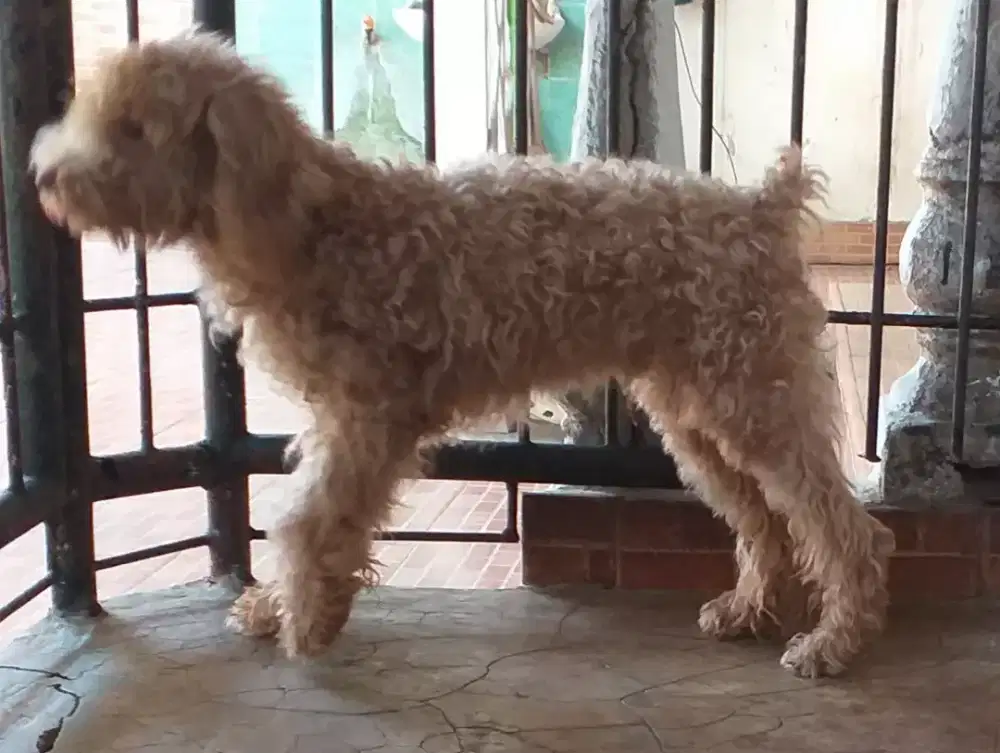 Poodle jantan anakan usia 7 bulan