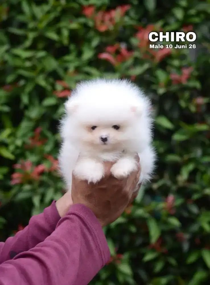 Minipom white jantan •CHIRO•