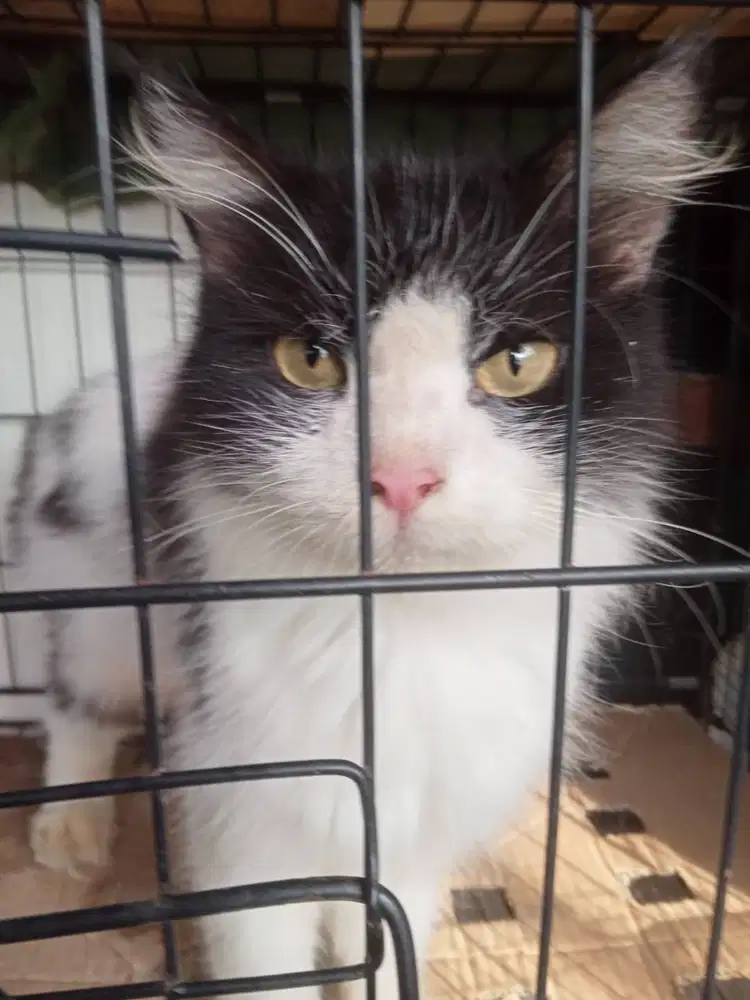 Adopsi Kucing Persia