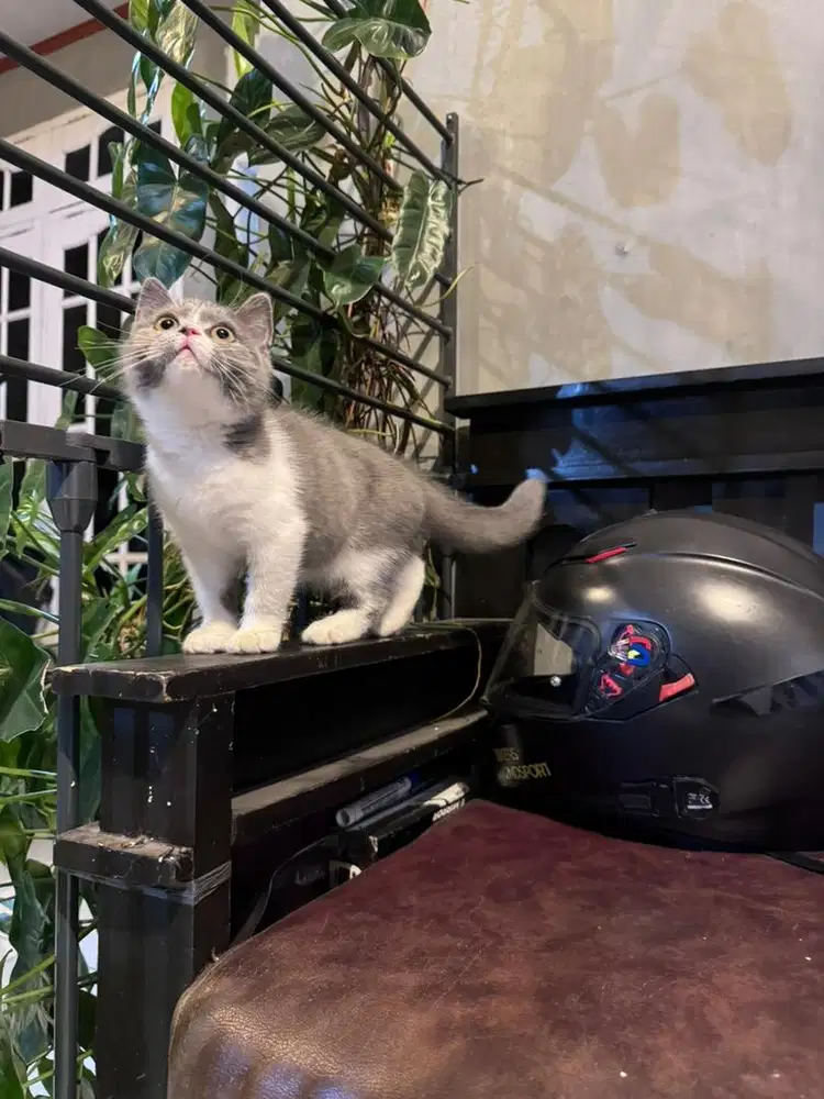 KUCING BSH BRITISH SHORTHAIR