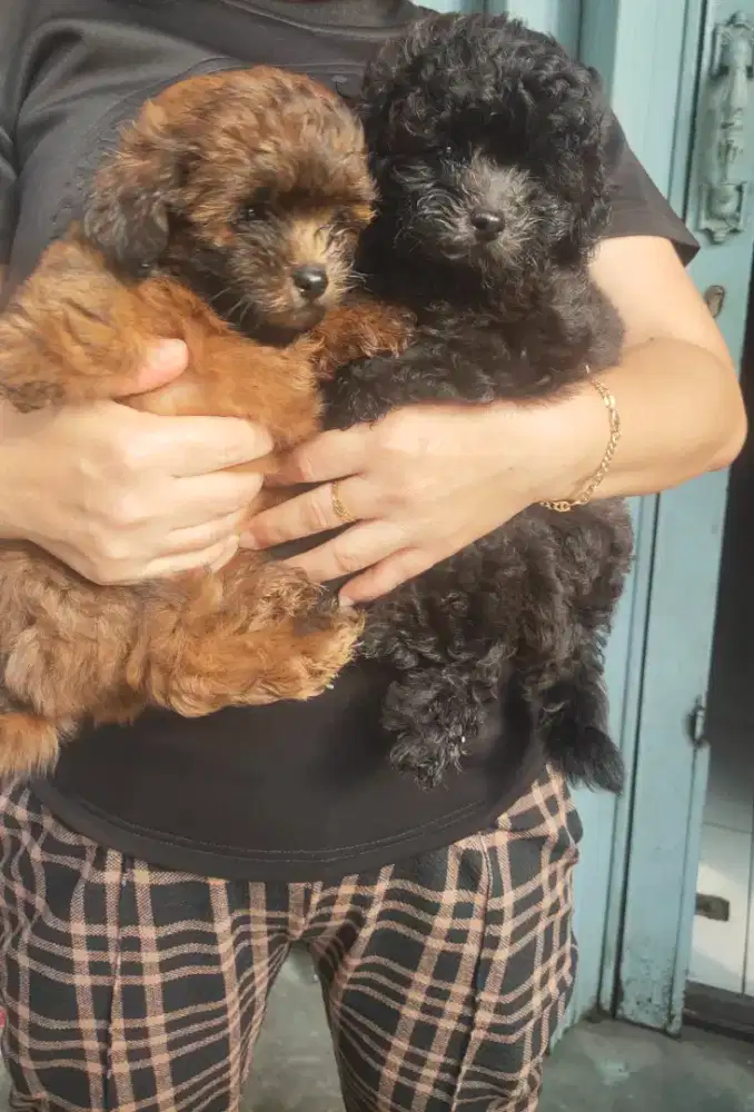Poodle Betina Hitam