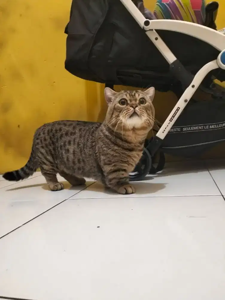 Pacak kucing muchkin BSH
