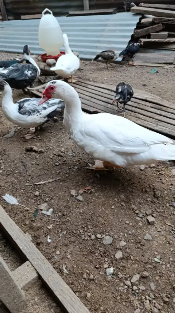 Entok Jumbo Tronto x Aligator