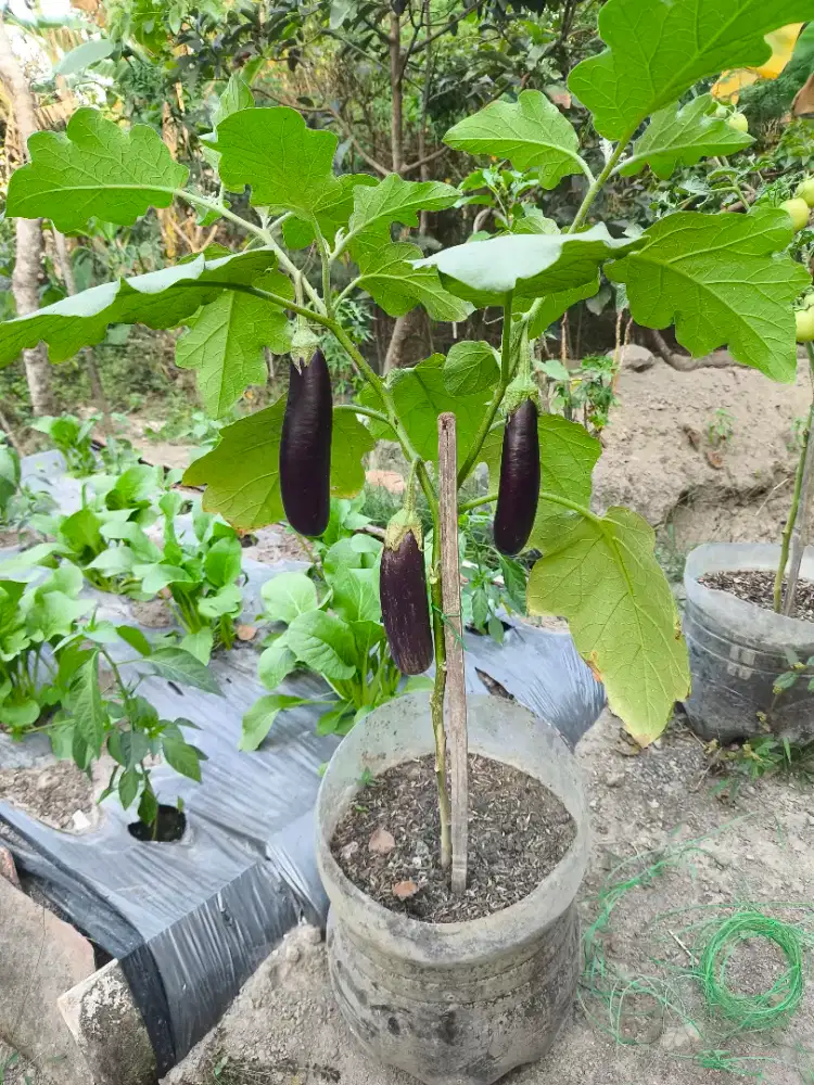 Tanaman Terong Sayur Berbuah Hiasan Promo