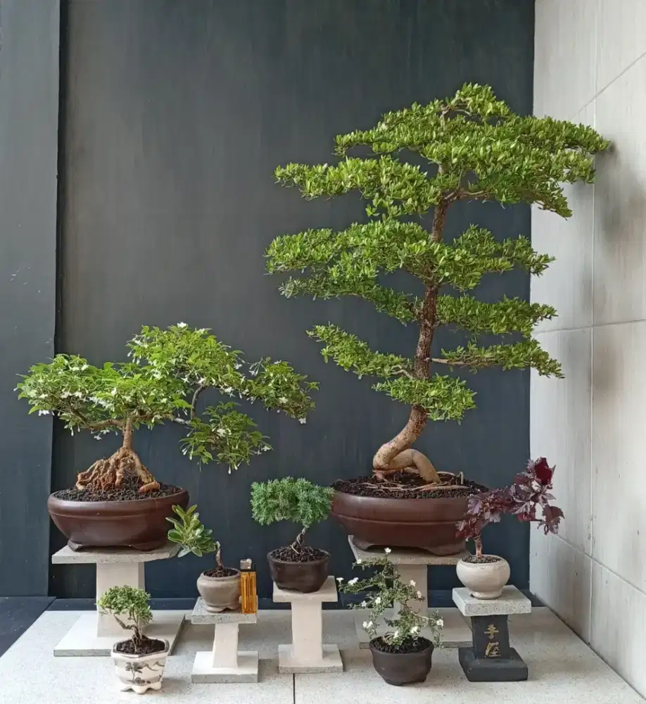 Paketan murah bonsai cantik siap pajang