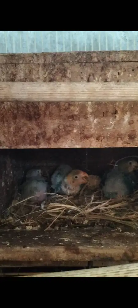 BU love bird induk & 3 ekor anak