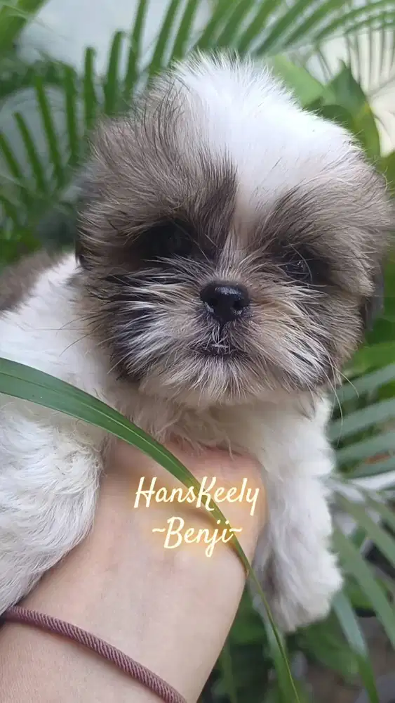 Shih Tzu Jantan
