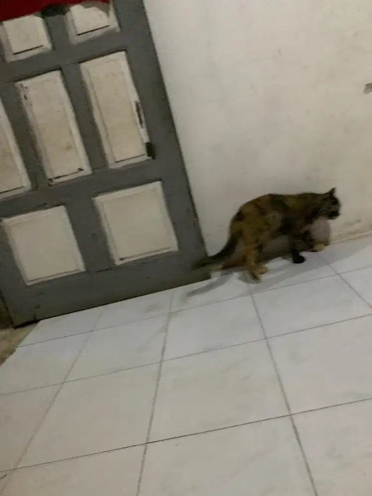 Cari anak anjing gratis buat dipelihara jga rumah
