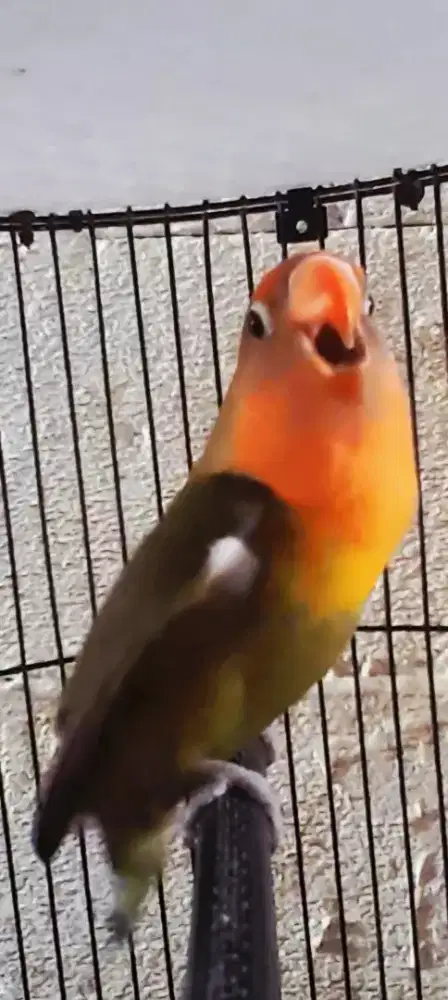 BURUNG LAKBET HOLAND GACOR NGEKEK SAMBIL ISIAN KAPAS TEMBAK KENARI DLL