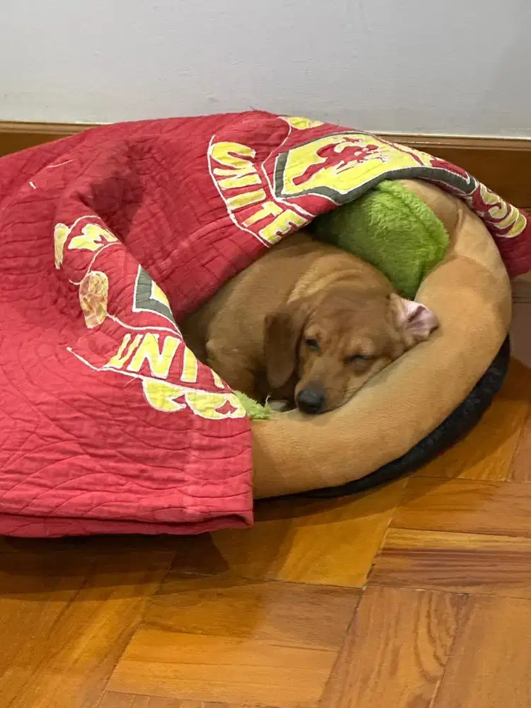 kennel girl tinggal di dalam