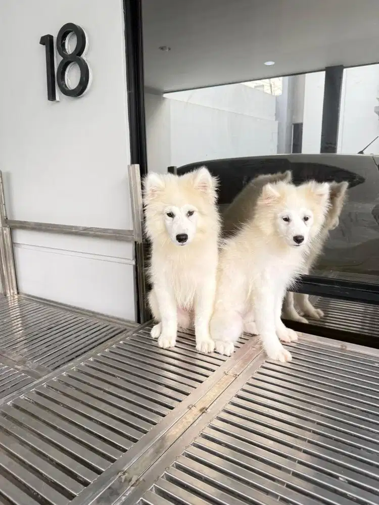 Samoyed murcehhhh