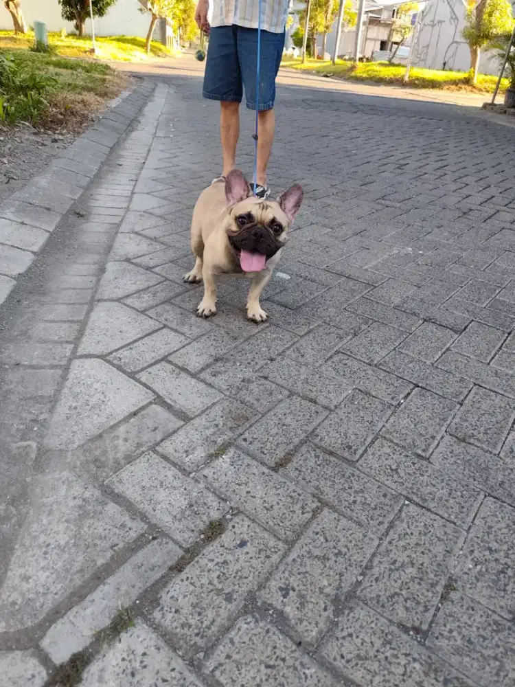 Jual French Bulldog Jantan Bloodline Import