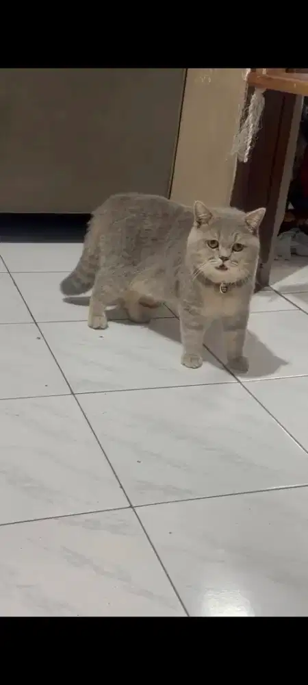 Kucing BSH Scottish straight
