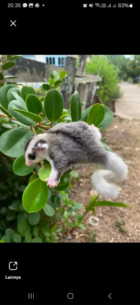 Sugar glider mozaik