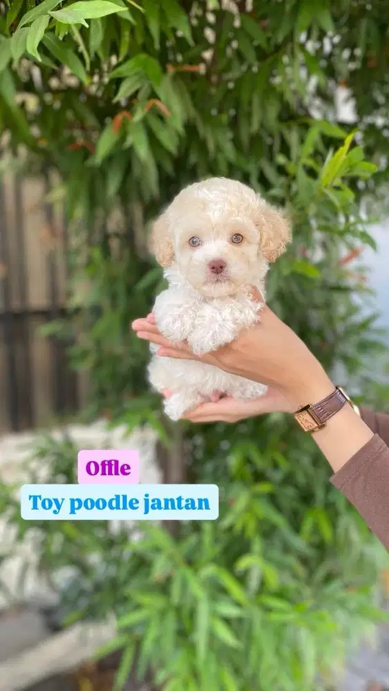 Toy poodle jantan bule