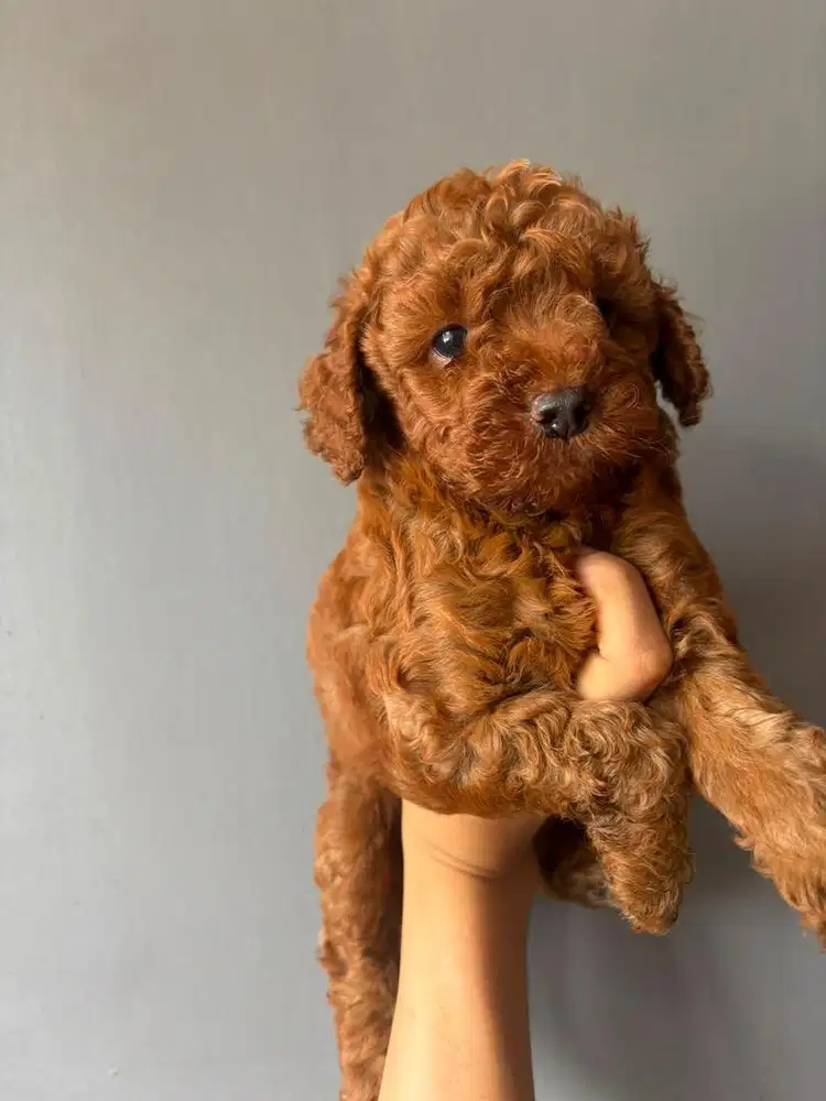 Jual anjing asli toy poodle