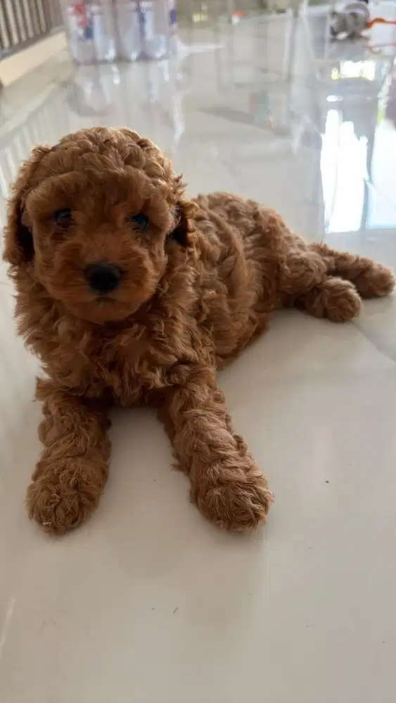 Jual anjing asli toy poodle