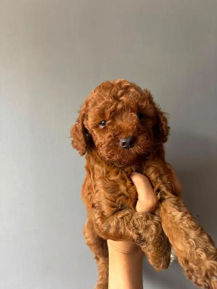 Jual anjing asli toy poodle
