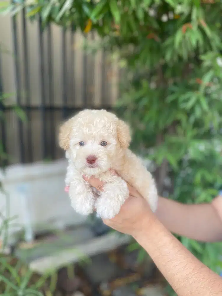 Toy poodle jantan light apricot bule