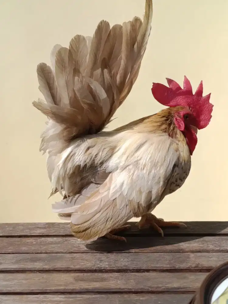 Ayam kate ori berkualitas