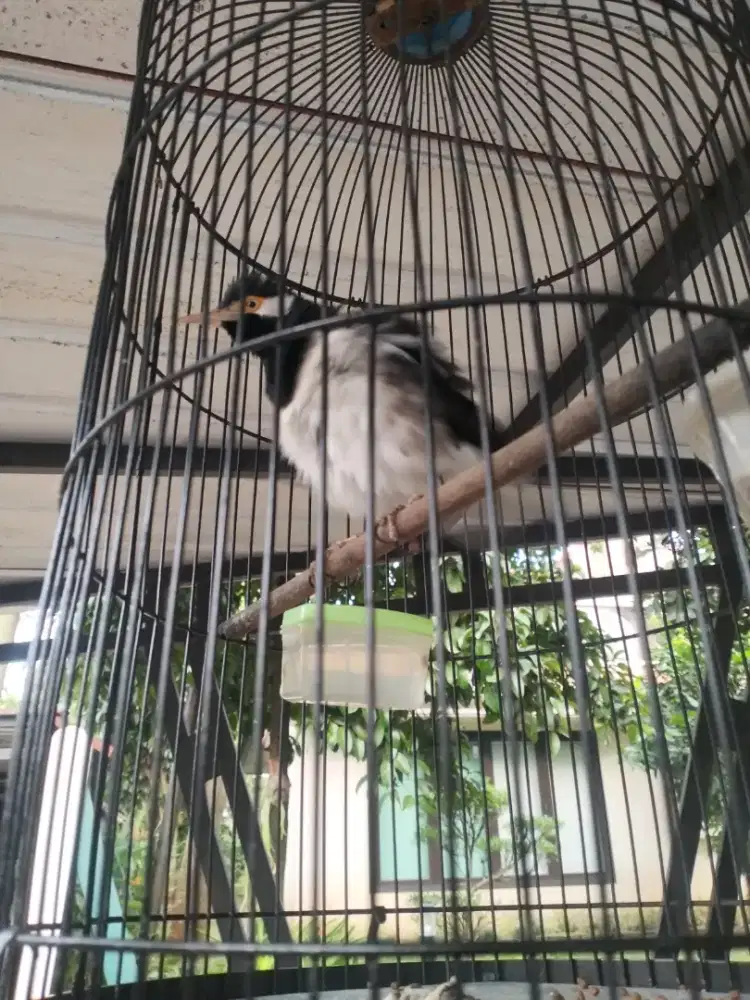 Jalak suren sisik