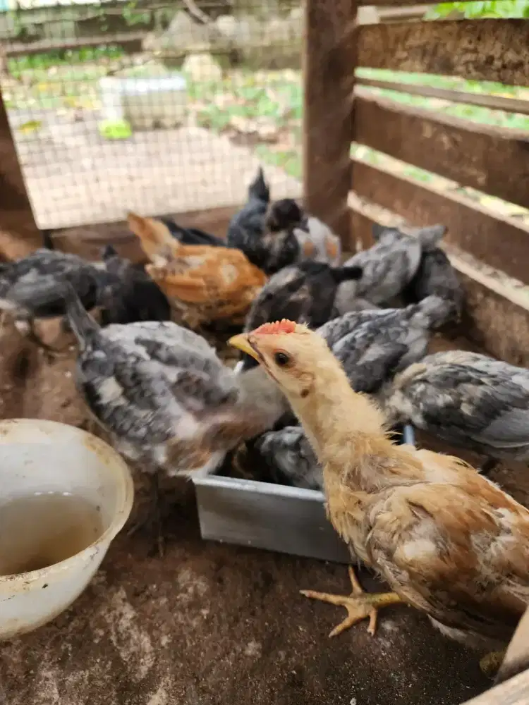 Anak Ayam Kampung