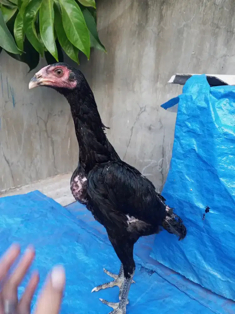 Ayam Bangkok pakoy betina