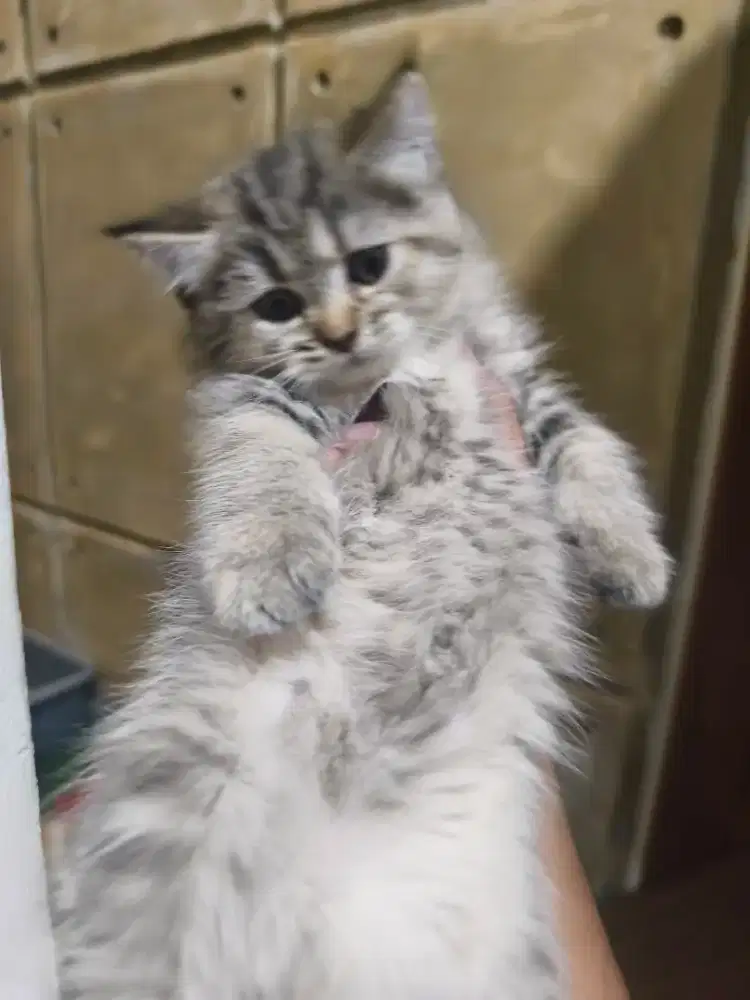 British short hair kitten open adopt