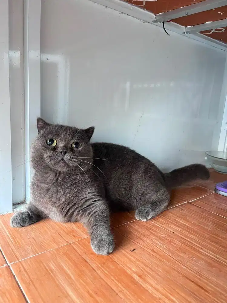 BSH x MUNCHKIN BETINA