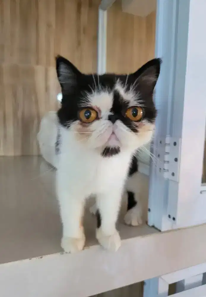 ART Perawat Kucing Pulang Pergi