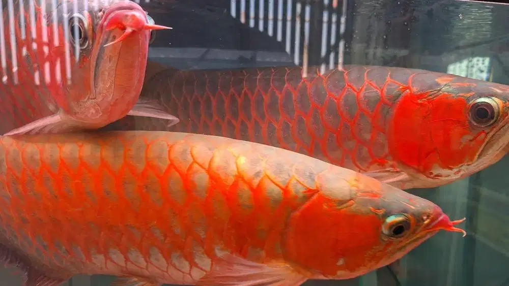 Ikan Arwana Super Red 5 Ekor Jual Semua Bundling Murah