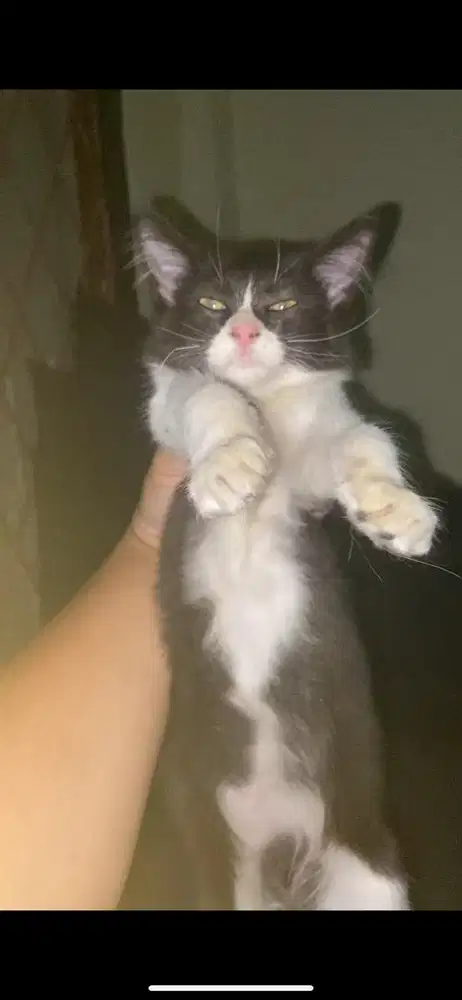 Kitten mixdome betina