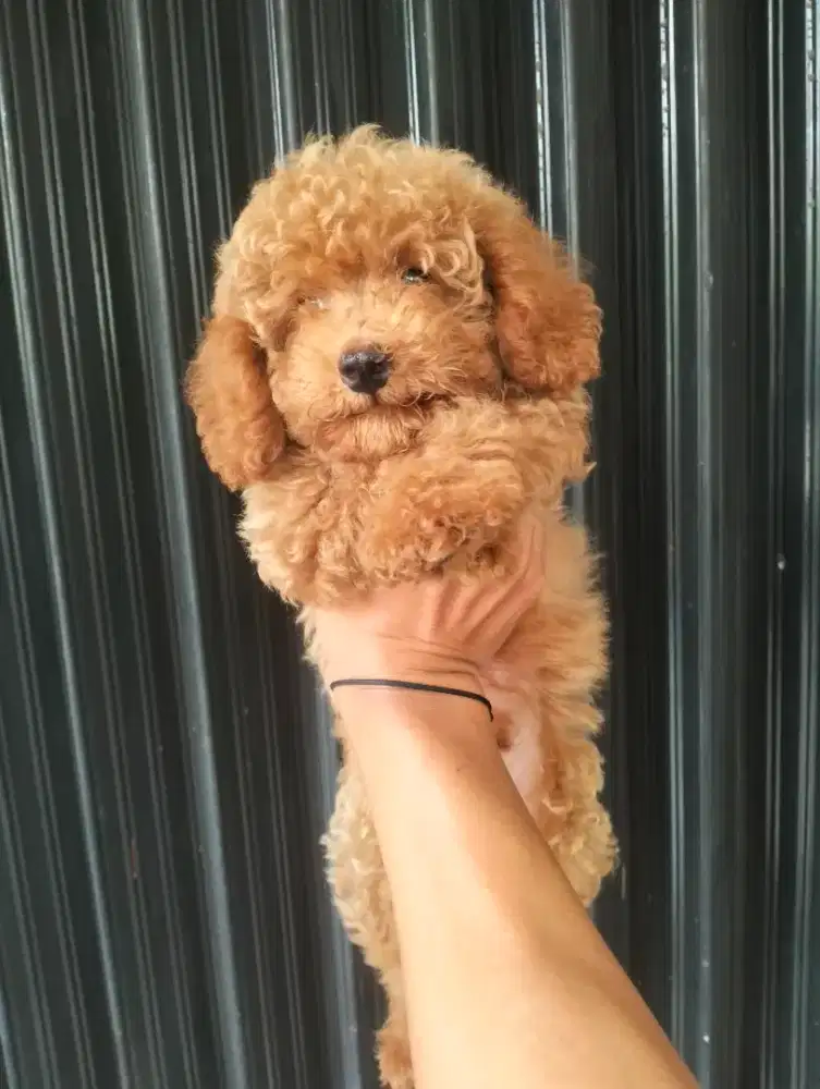 Anak Anjing Poodle / POODLE