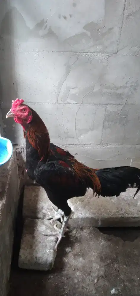 Ayam bangkok koyngon