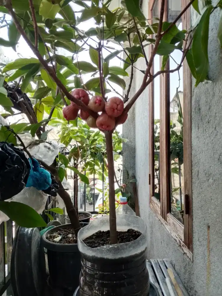 Jambu air 5 varian,