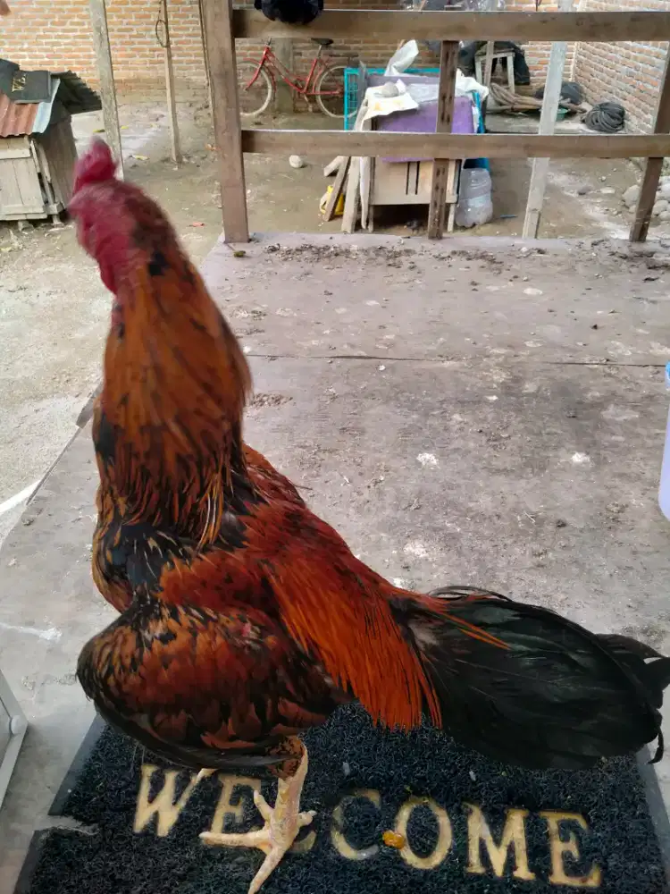 Bapakan Ayam Siam Pama Brazil