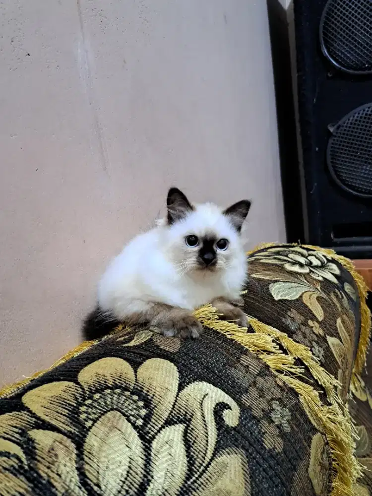 KUCING PERSIA HIMALAYA