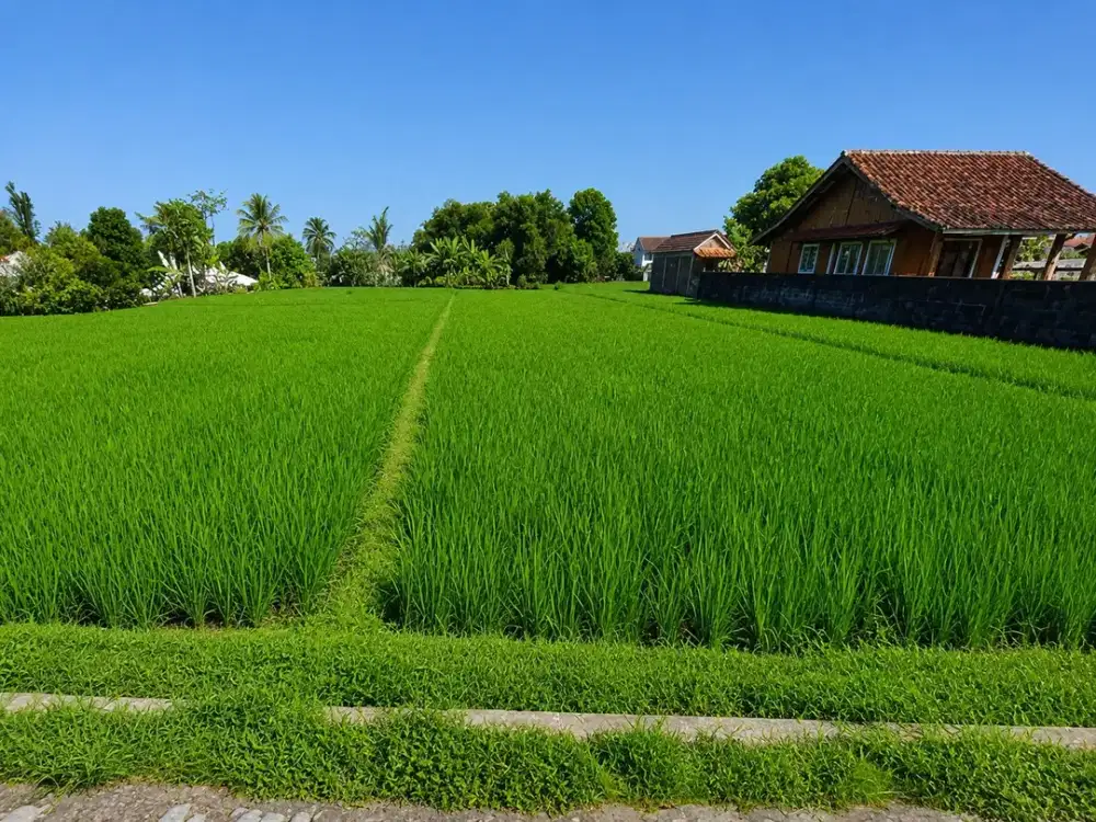 Jual Cepat Lahan Sawah Luas Lokasi Bagus di Sukabumi