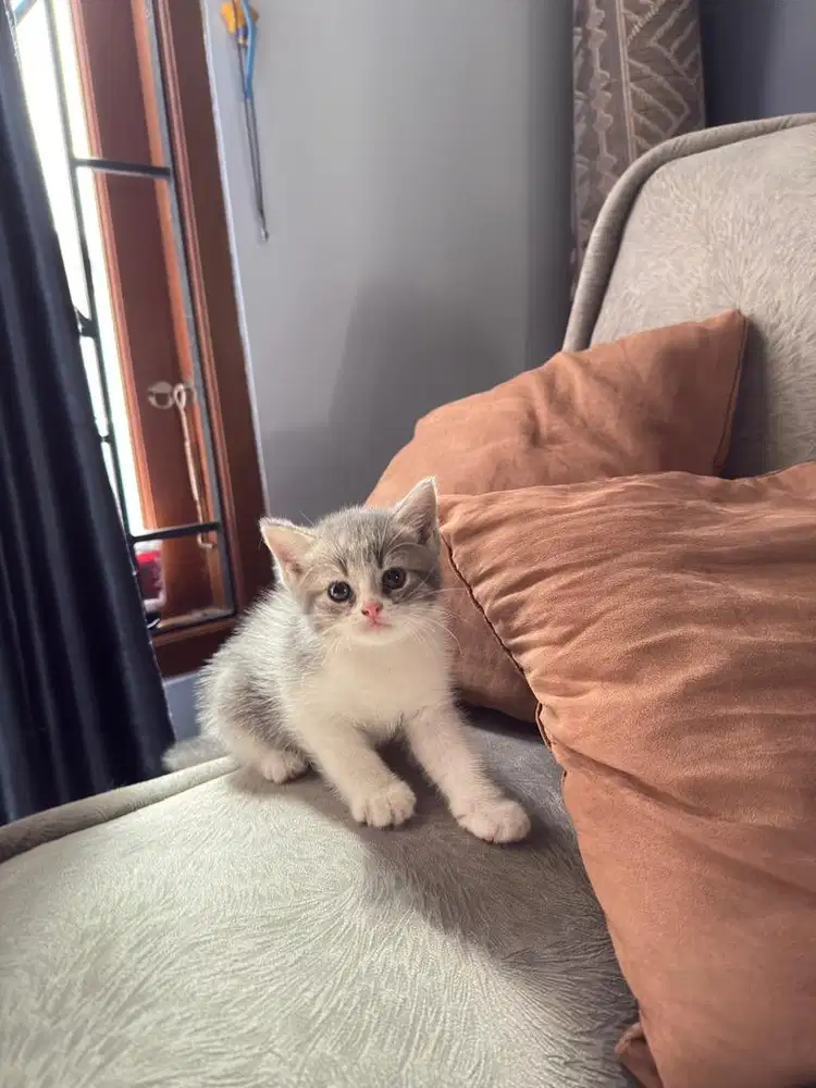 Anak Kucing British short hair mix Persian