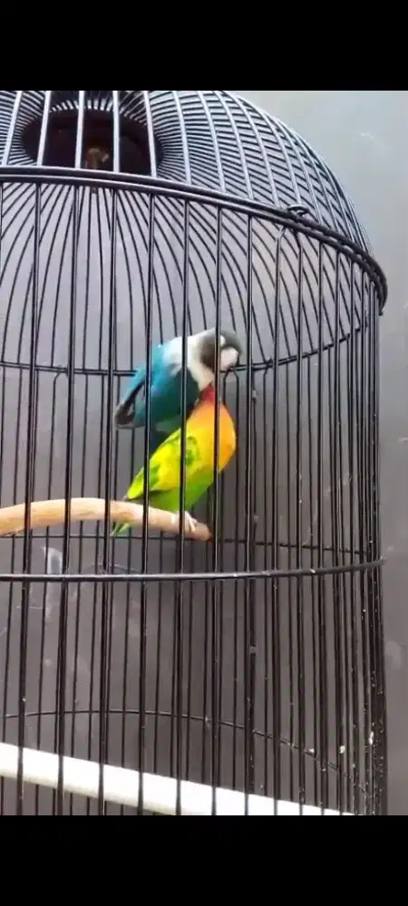 Love bird sejodo siap reproduksi