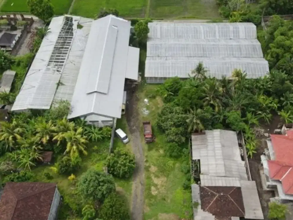 GUDANG GREEN HOUSE DI NEGARA JEMBRANA