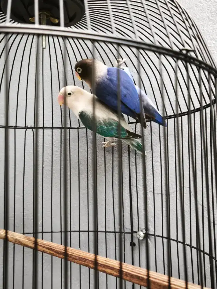 Lovebird biola aqua ewing vs biola blue