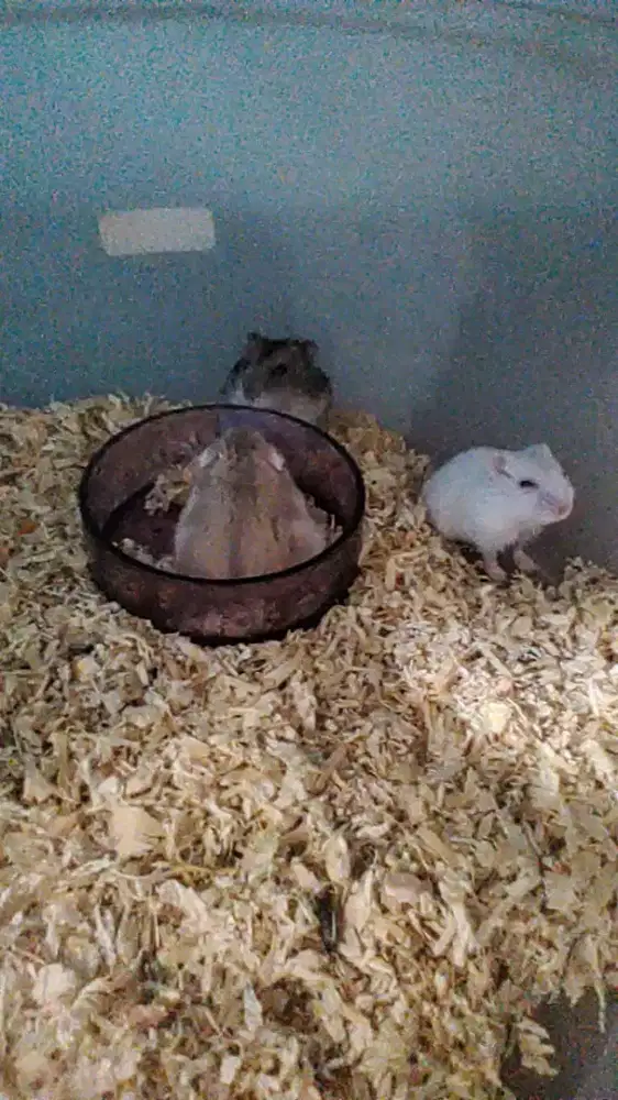 Hamster Winter White