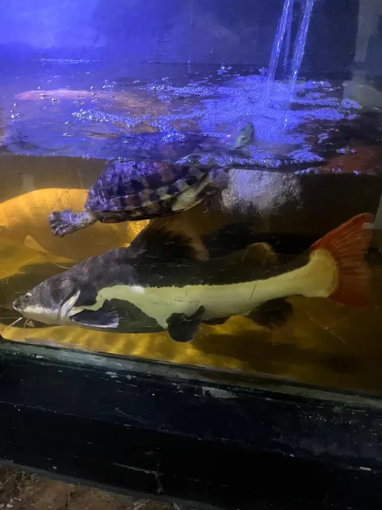 Ikan RTC 60 cm murah