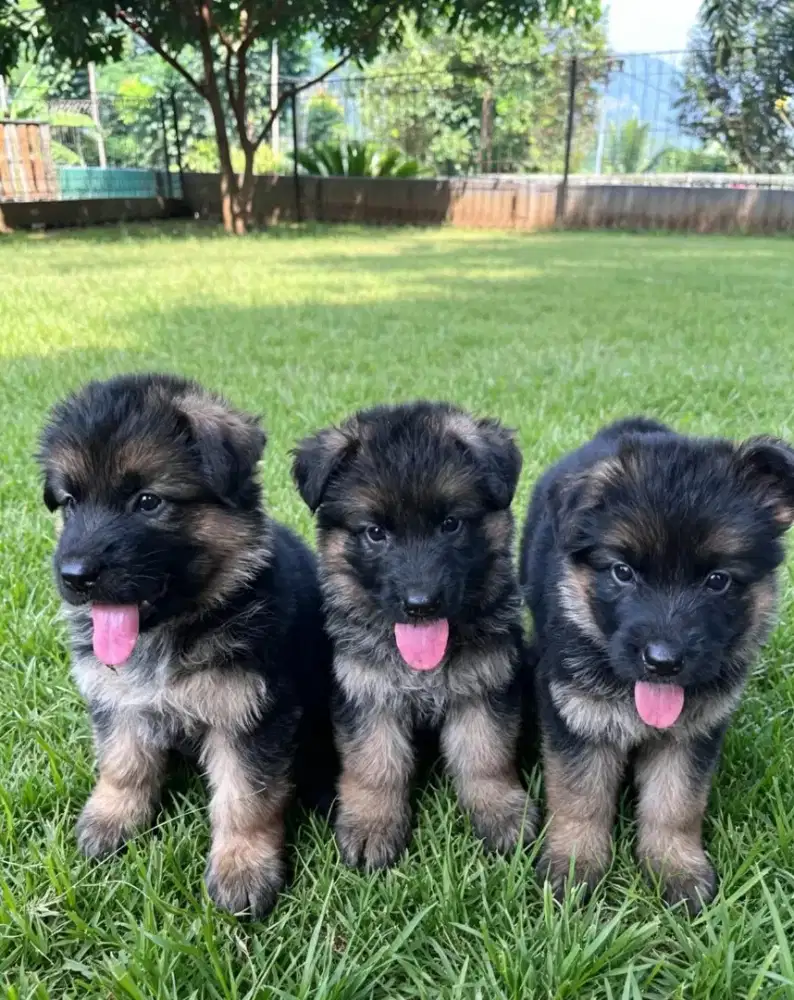 Herder puppy good quality
