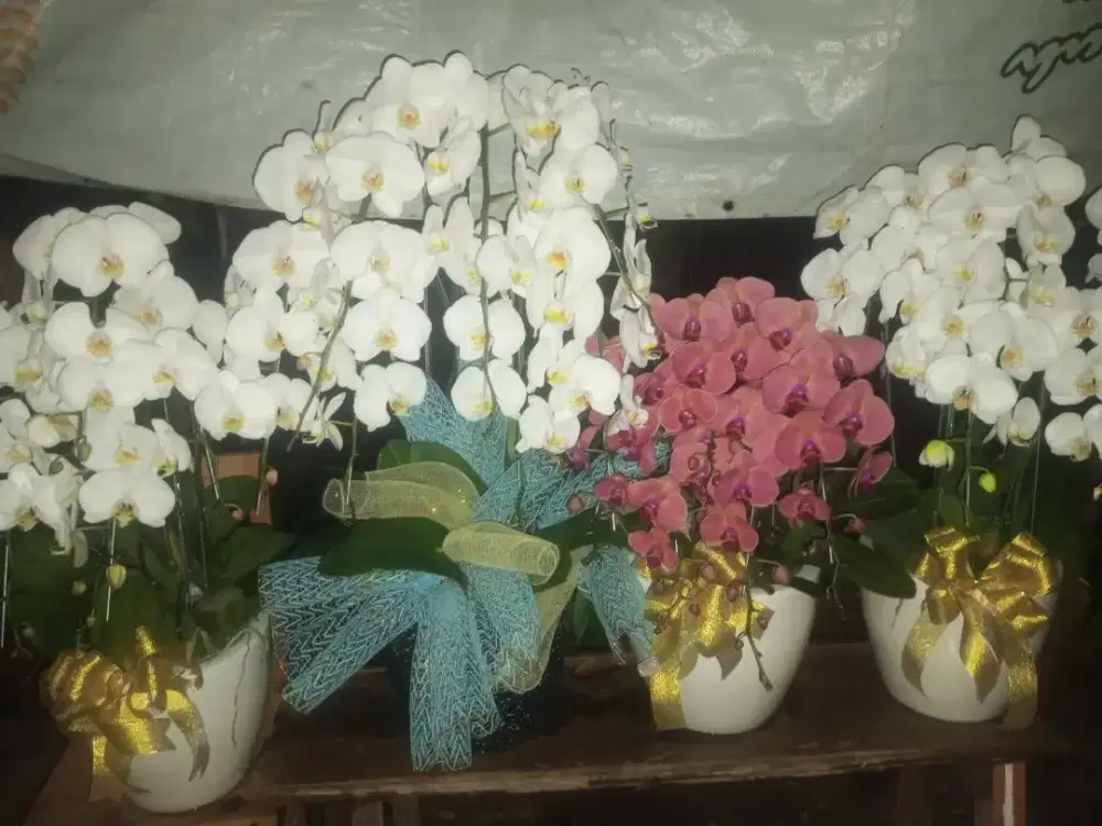 Bunga anggrek bulan 500rb / 1pot