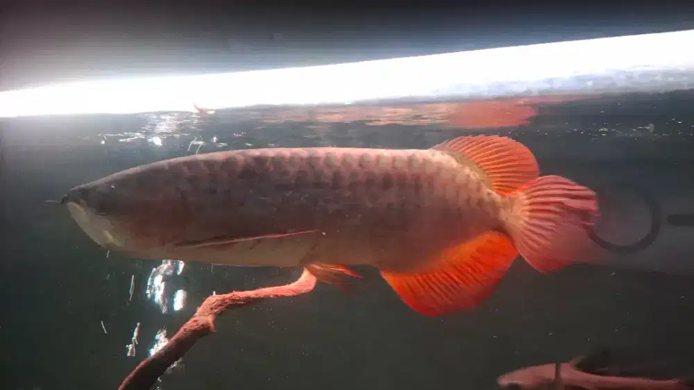 Arwana Arowana Super Red ITL