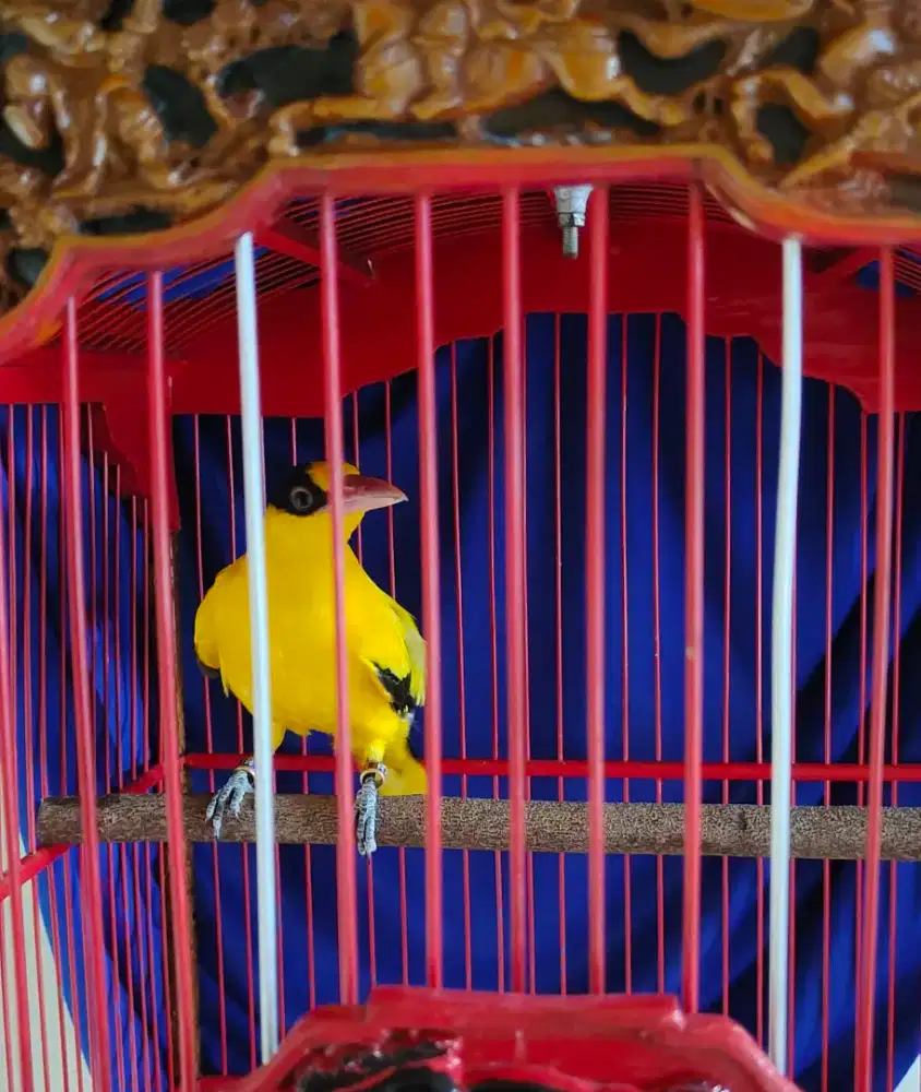 Burung kepodang