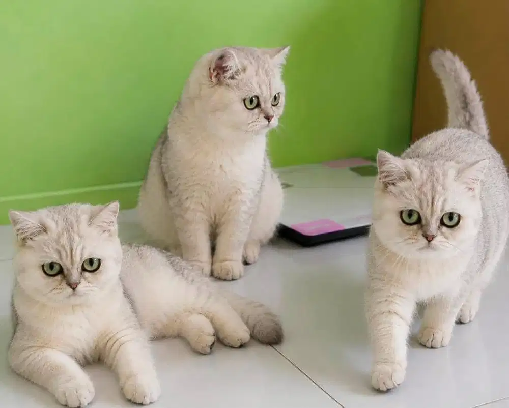 British shorthair silver shaded ns 11