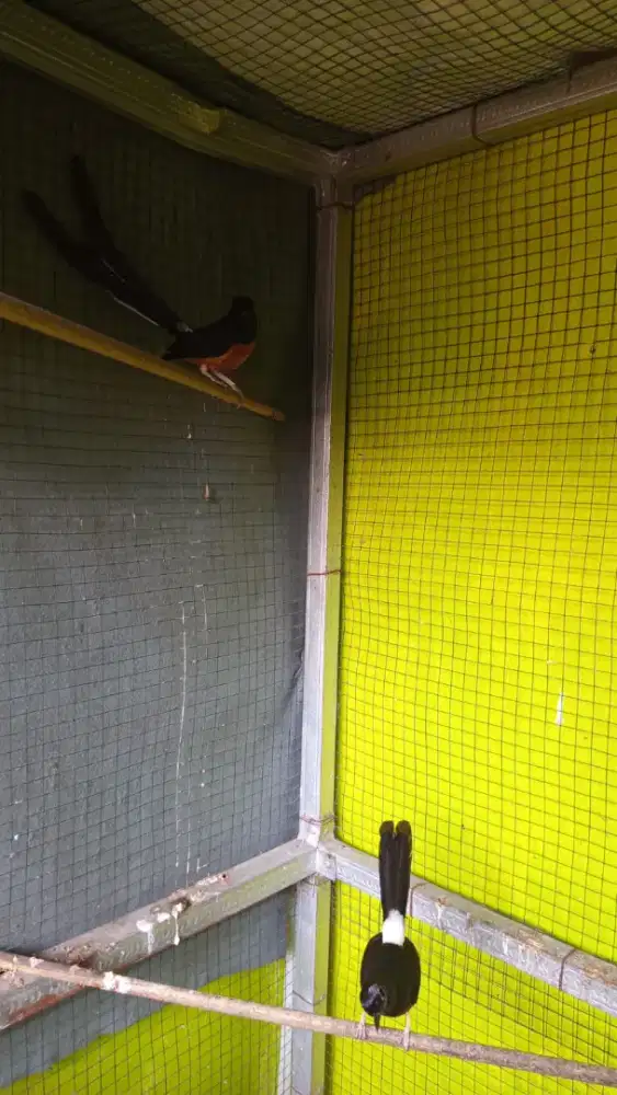 Dijual 2 pasang burung murai batu + kandang ternak